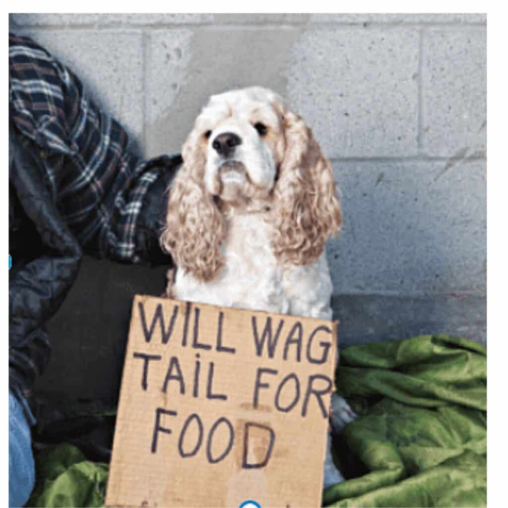 Blonde spaniel dog with a sign will wag for food and a person in a plaid shirt with an arm around the dog.