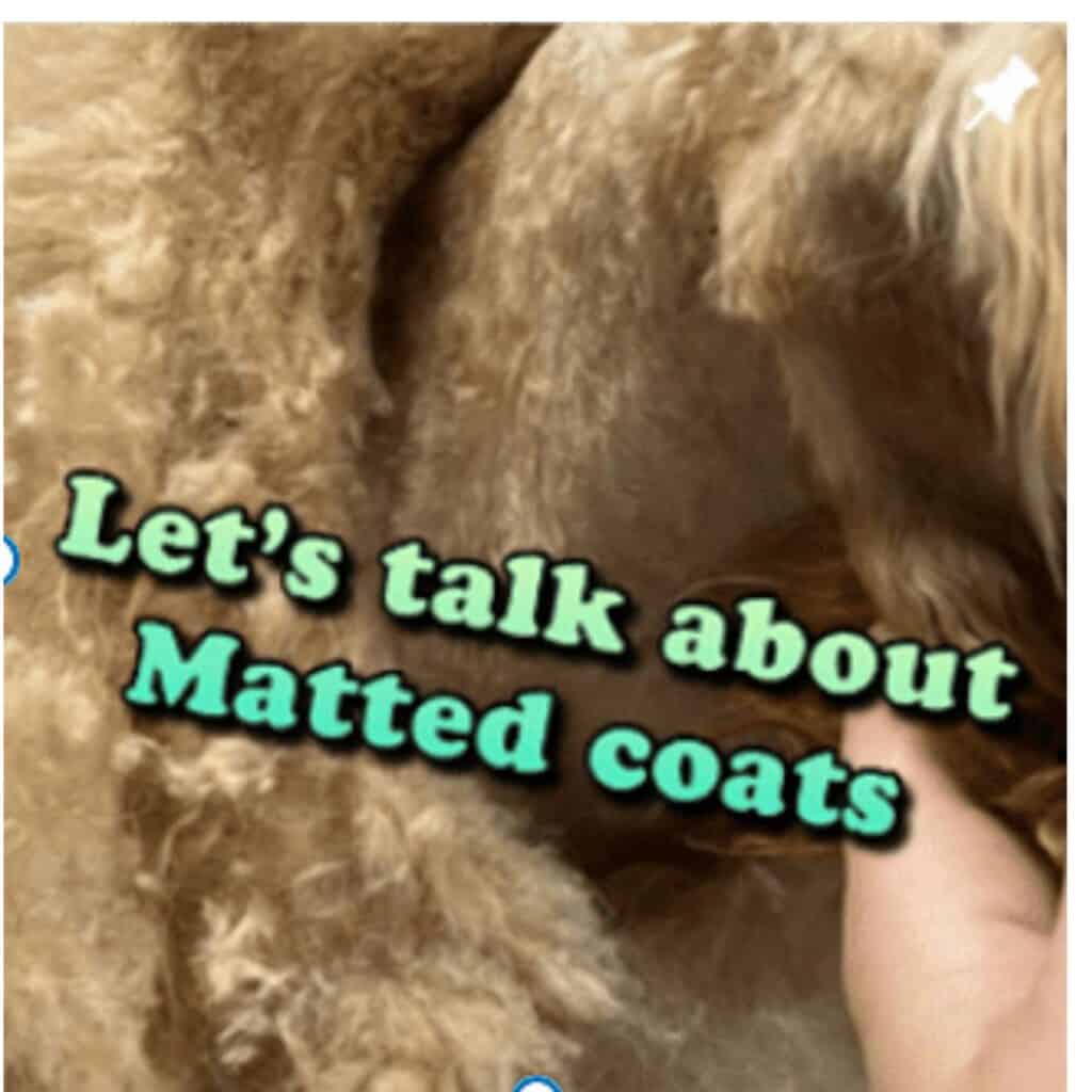 Close up of dog being groomed with test "Lets talk about matter coats" on picture.