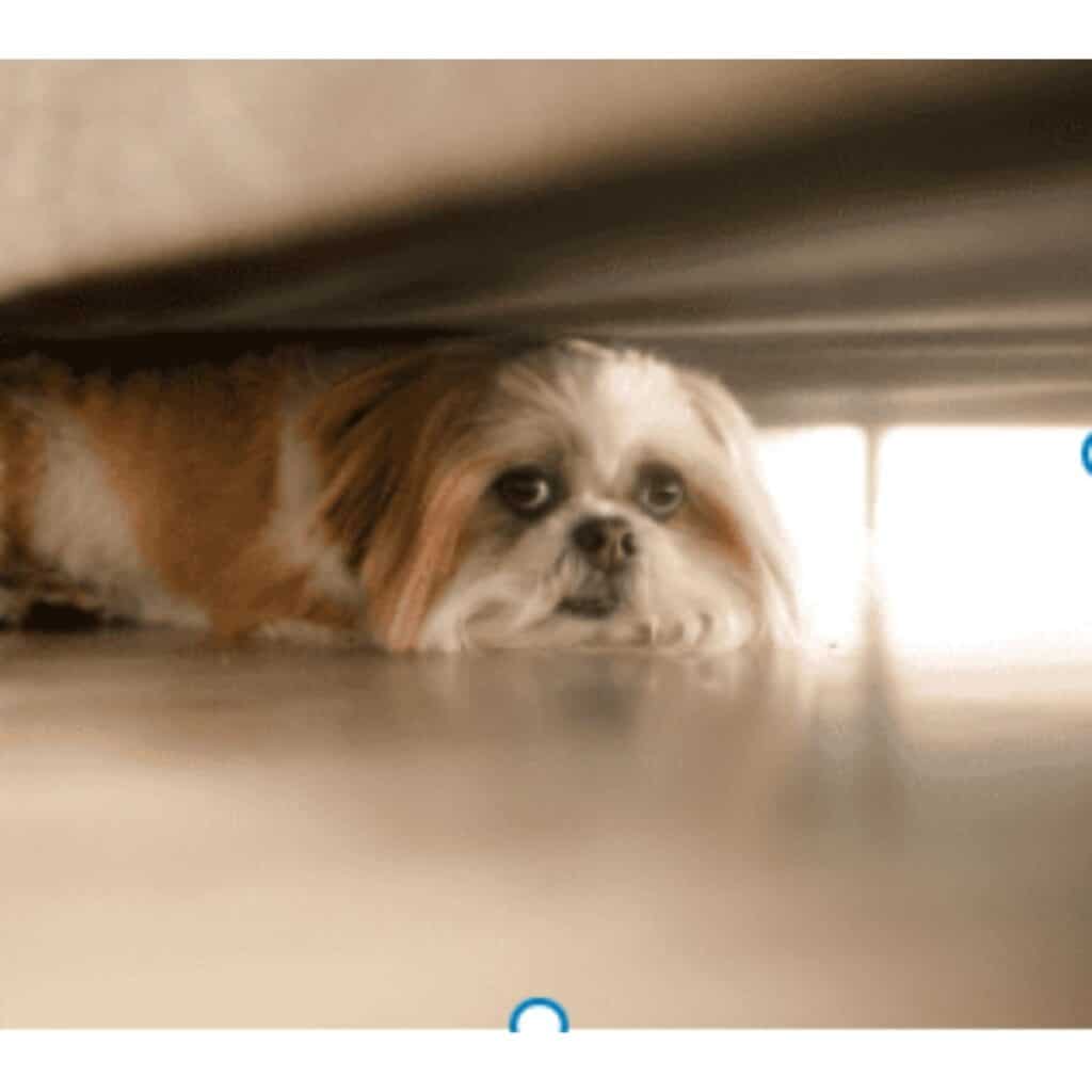 Small dog hiding under the bed because depressed or scared.