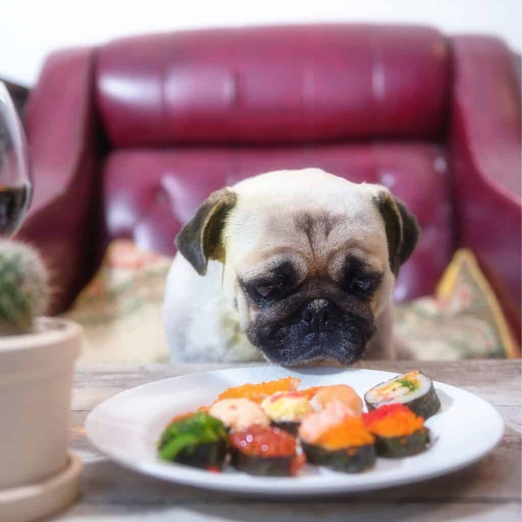 Pug at the table eating Sushi from a white plate sitting beside a cactus plant.