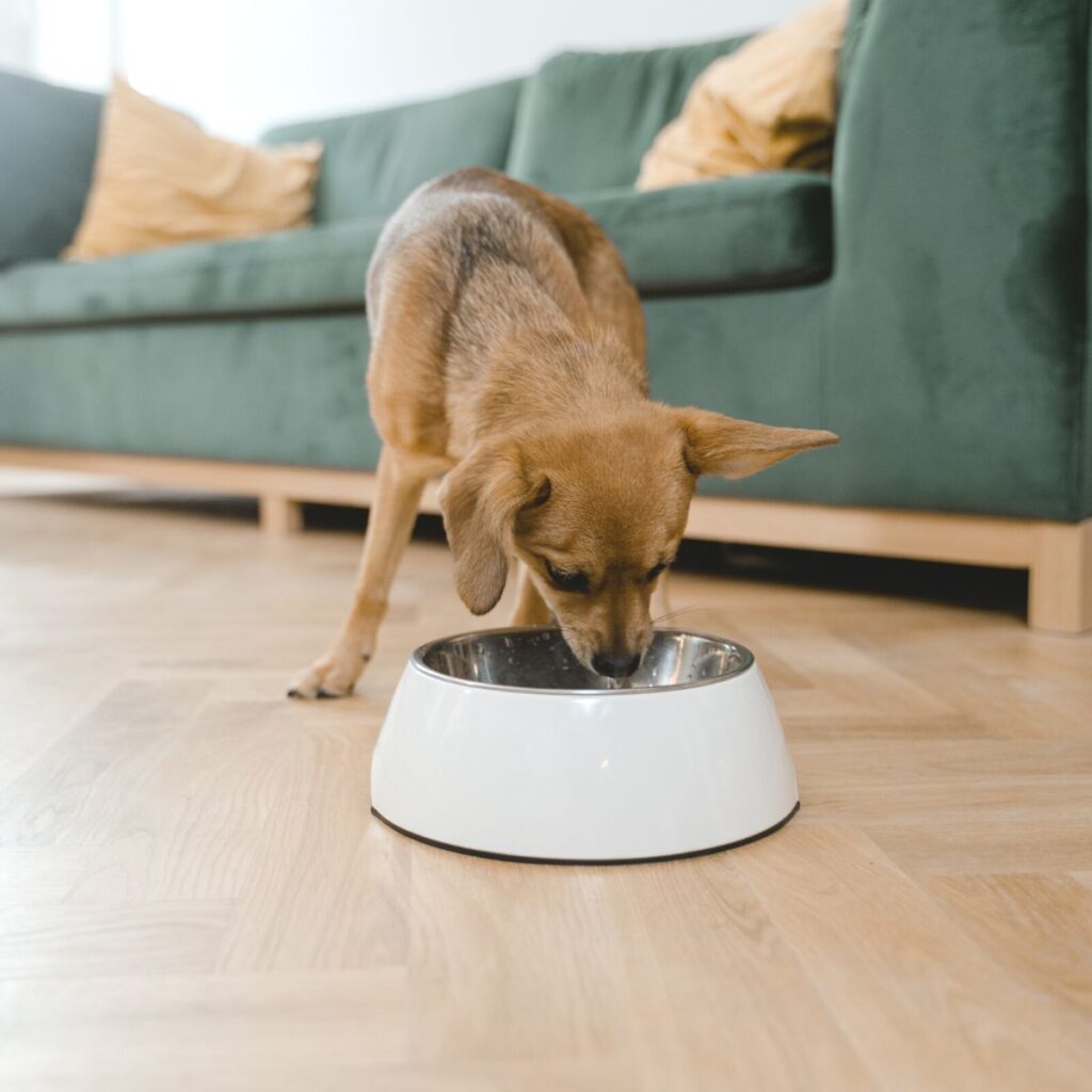 Small brown dog eating from a white dog bowl in living room.