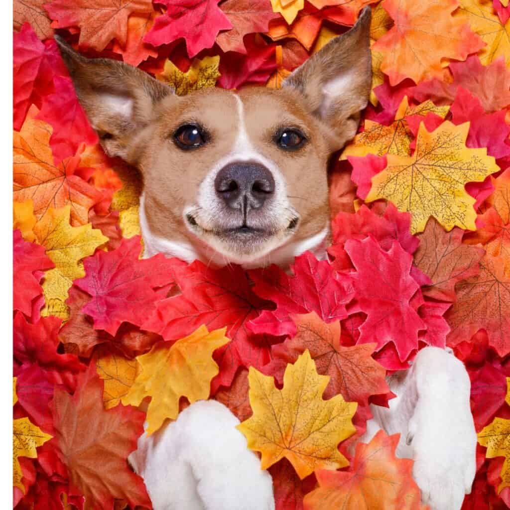 Brown and white dog lying on his back surrounded by fall leaves. 