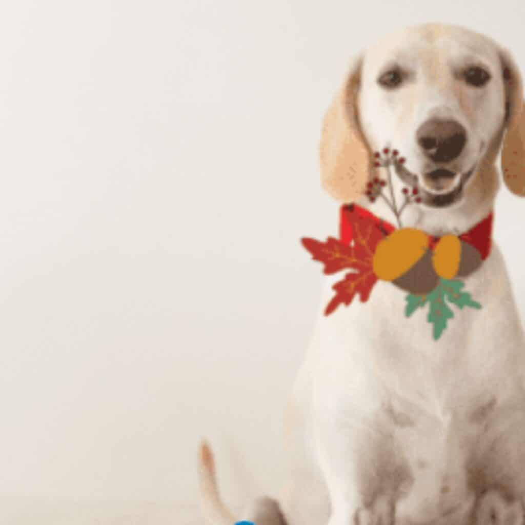 Blonde Labrador dog with a festive homemade fall collar.