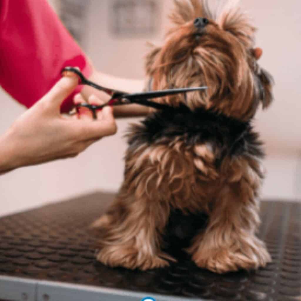 Small brown dog getting a hair cut by a lady in a red shirt.