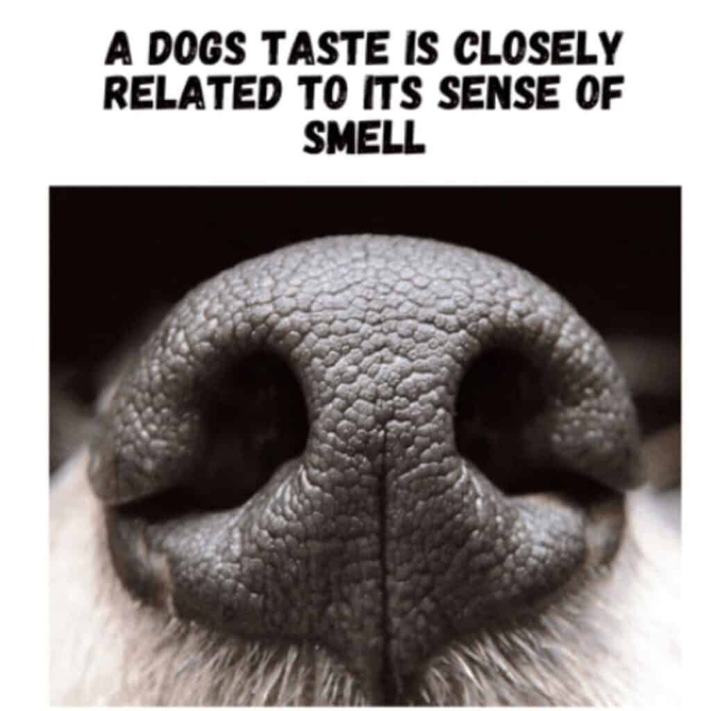 A close up picture of a dog's black nose with words that indicate a dogs sense of smell is closely related to its taste.