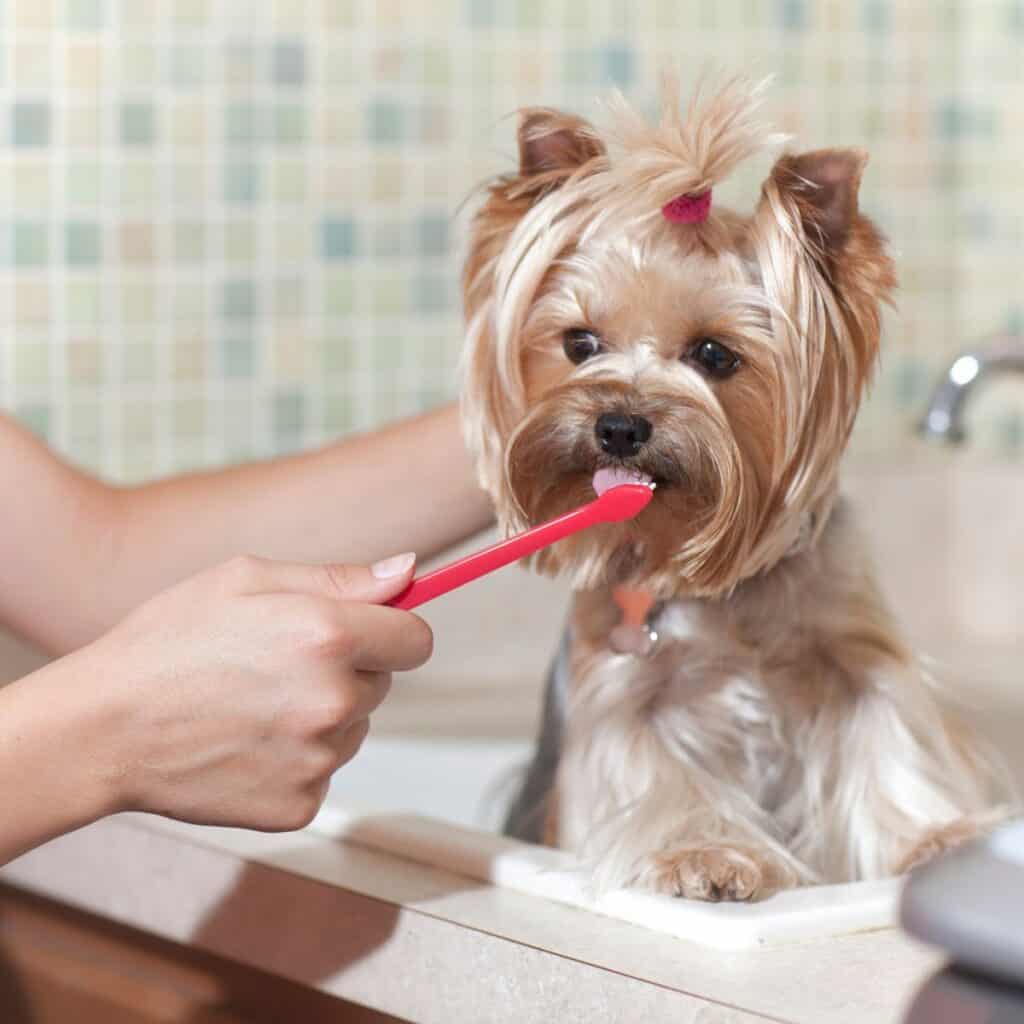 Small dog with teeth being brushed with a red toothbrush.