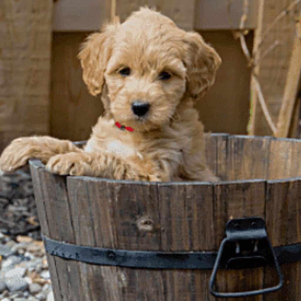 Golden mini Goldendoodle in a half of a wine barrel peeking out in a red collat.