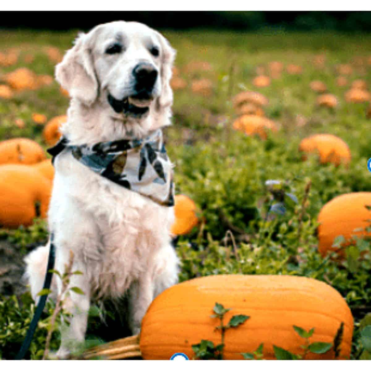 Golden retriever in a bandana in a pumpkin patch.