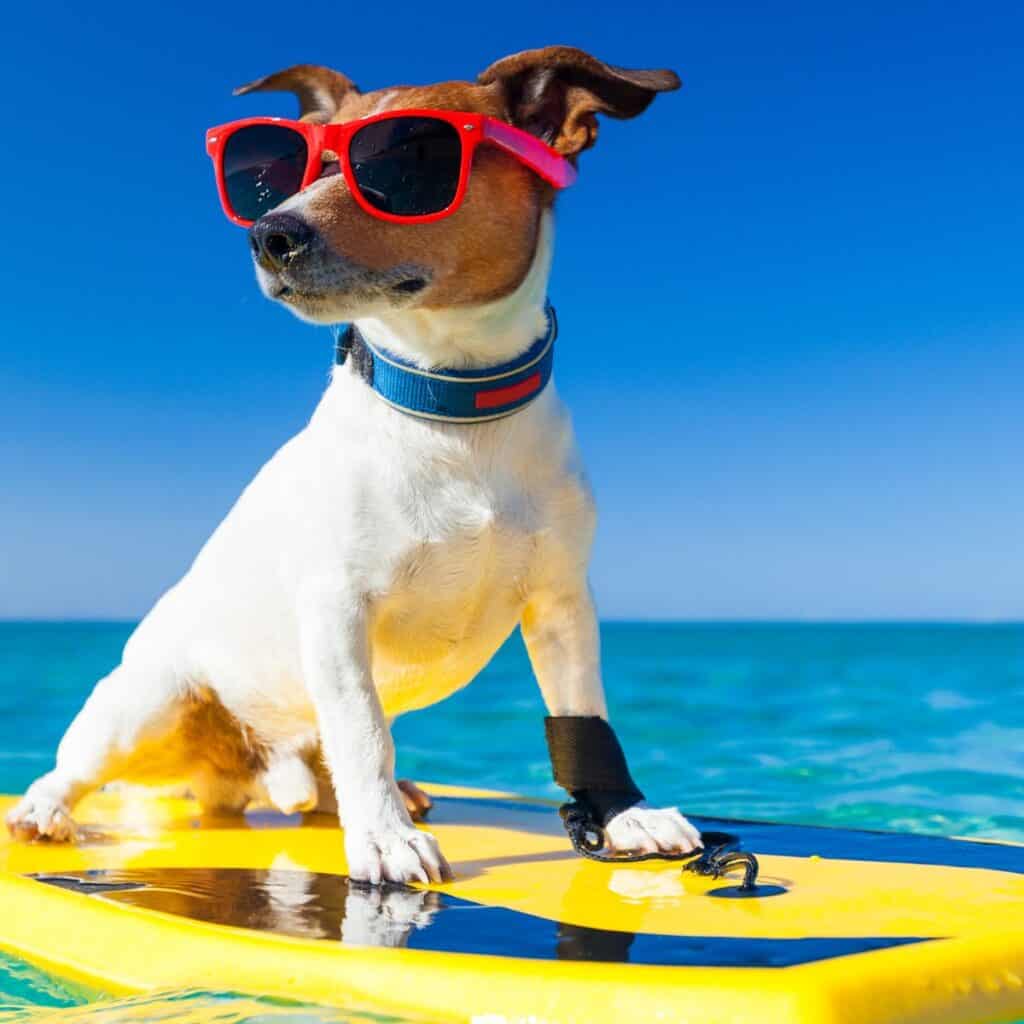 Brown and white terrier dog in sunglasses on a yellow surfboard on the ocean.