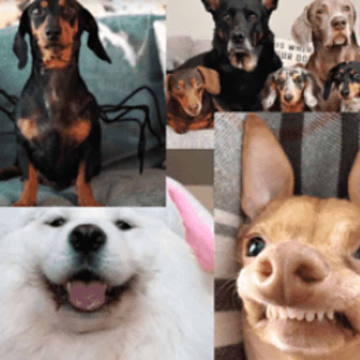 Dogs on social media grouped into 4 quadrants, a dachshund, a group of four popular dogs a white Samoyed and a chihuahua with an overbite.