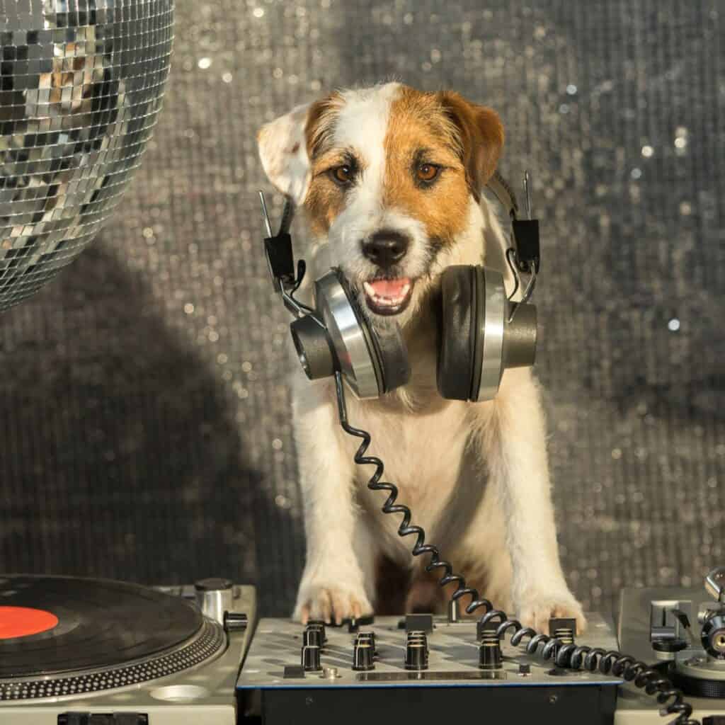 Brown and white terrier dog at a DJ board DJ'ing beside a mirrored ball at a party.