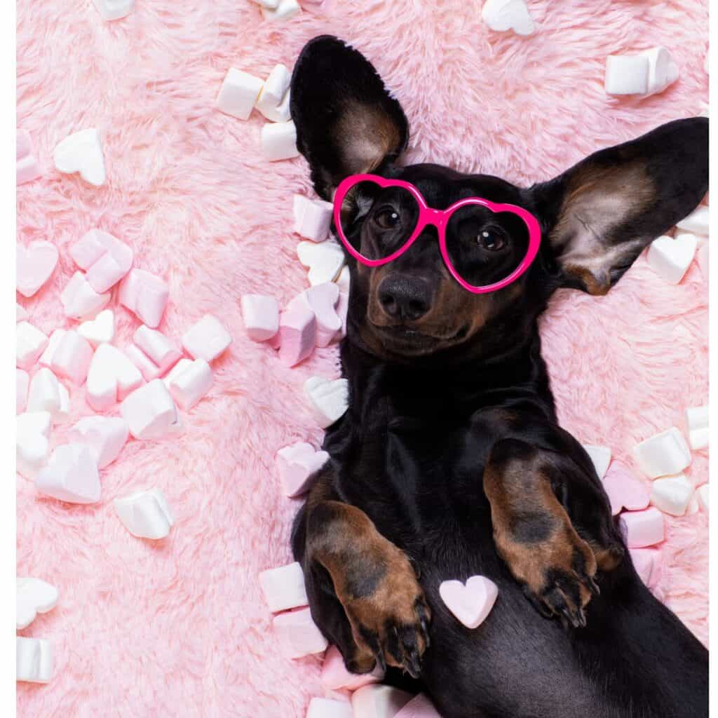 Small black and brown Dachshund dog lying on back on pink fluffy blanket with heart shaped pink glasses on.
