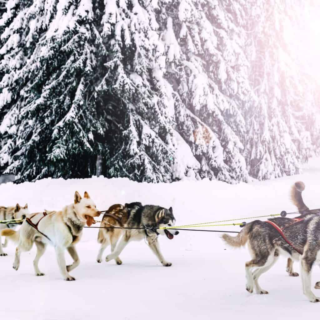 Mushing dogs running in the snow looking like husky crosses.