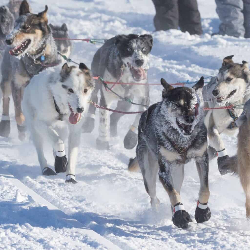 Dog's racing the Iditarod race over snow on a sunny day.