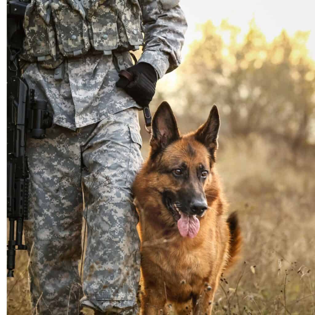 A military person dressed in fatigues leading a German Shepherd outside.