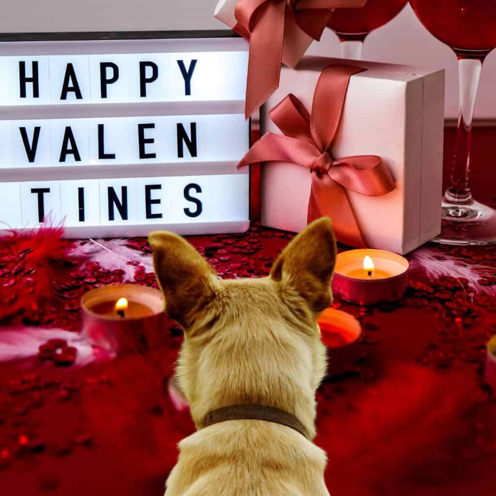 Back of a beige dog looking onto a table with a Happy Valentine's Day sign, candles and a red table cloth.