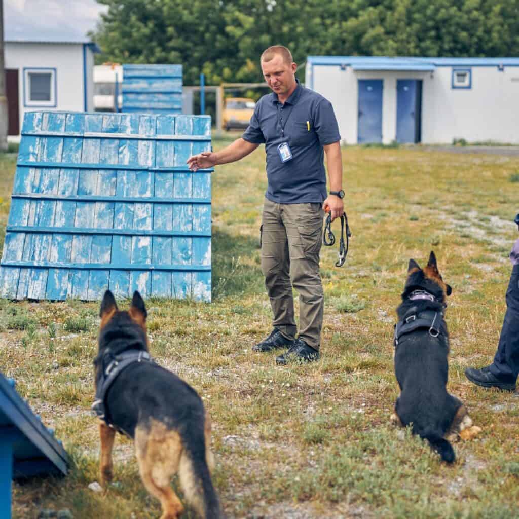 A military dog trainer outside with a couple of German shepherd training them to be military dogs.