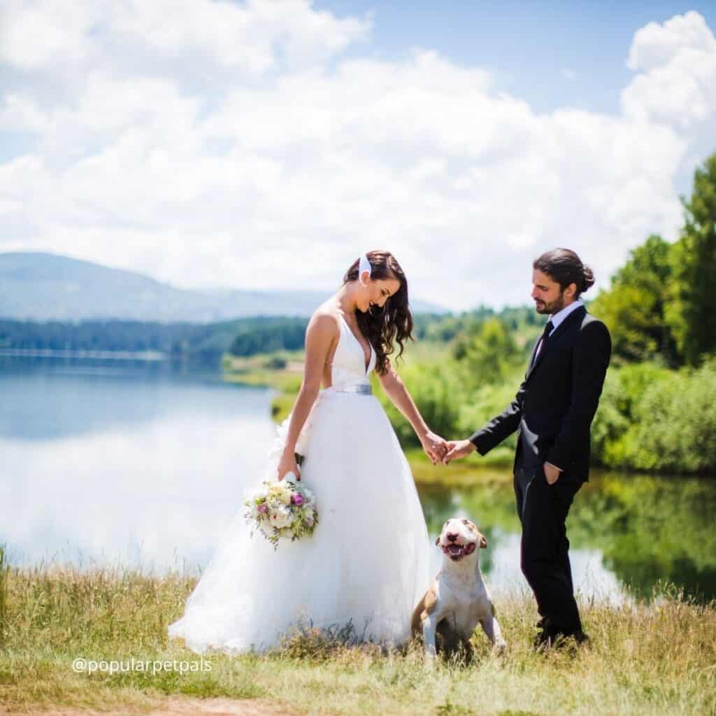 Couple standing beside a lake with their bull terrier for a wedding photo.