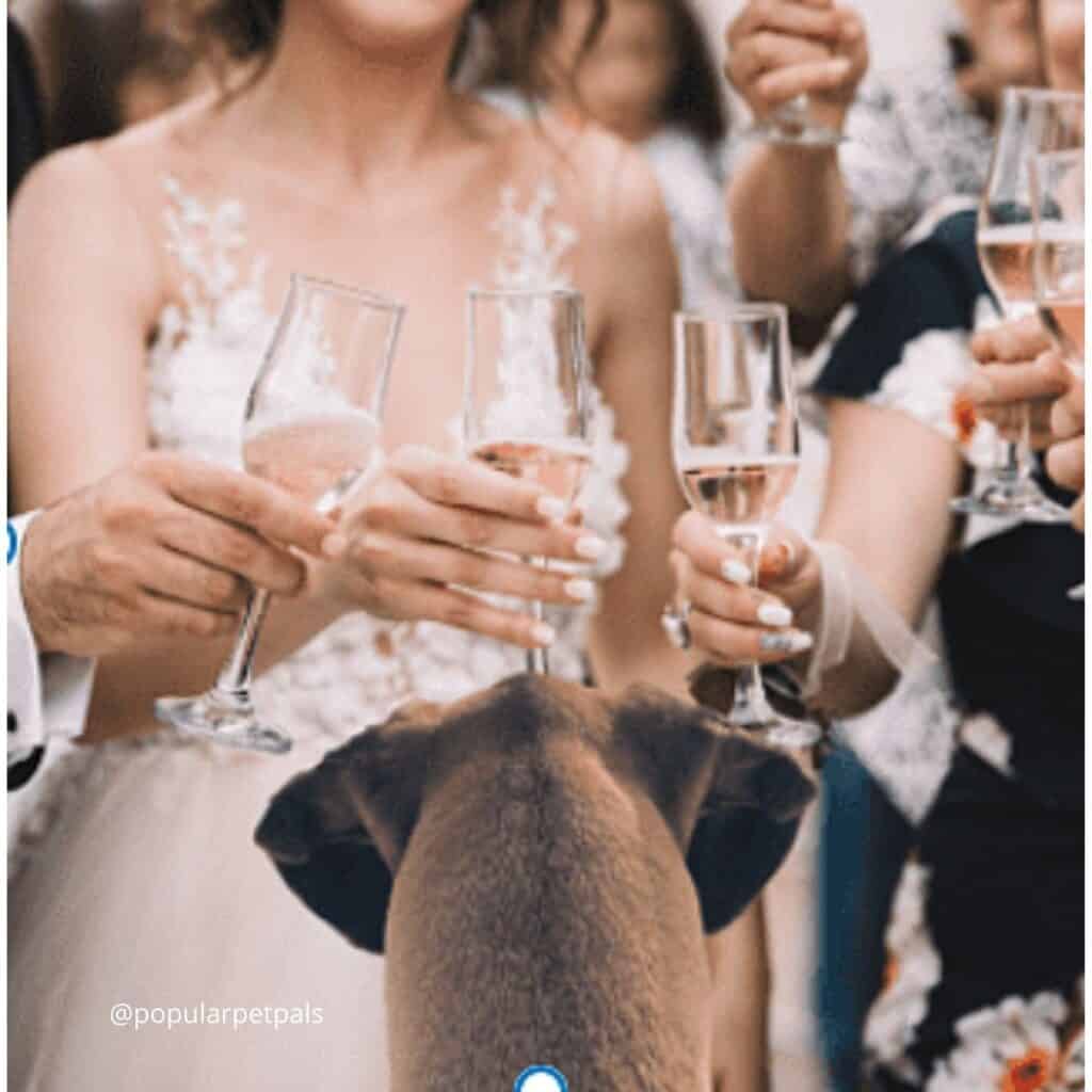 Brown dog at a wedding having a toast to him looking on at champagne glasses.