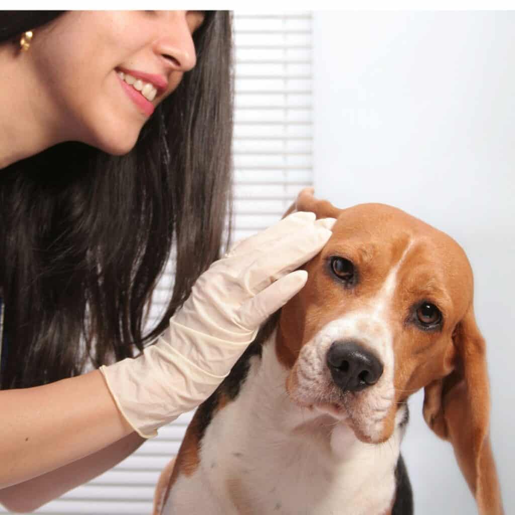A brown and white basset hound getting his ears checked by a person in latex gloves and blue scrubs.
