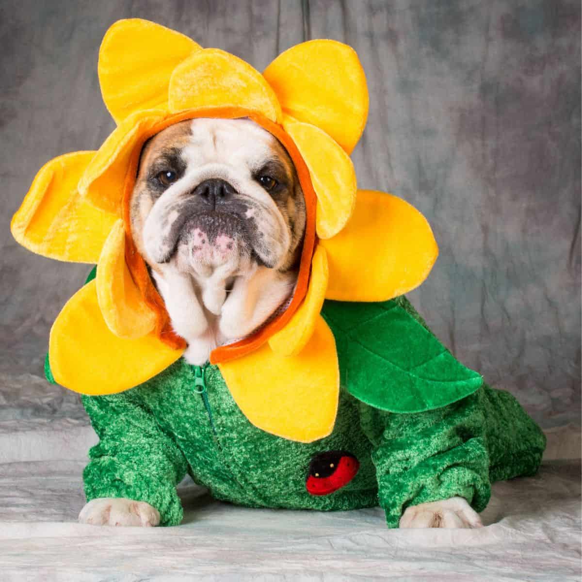 Small bulldog in a spring flower outfit with a flower around head and green around body.
