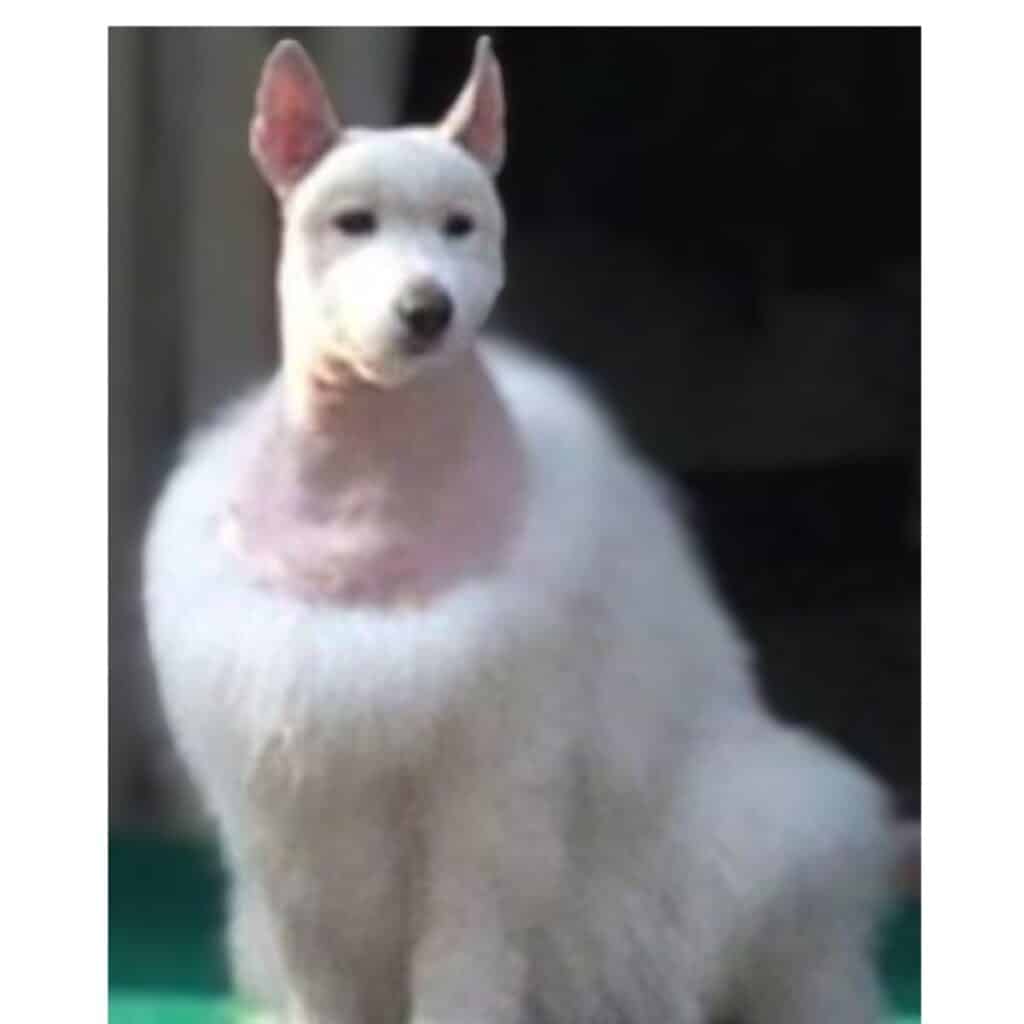 A white dog looking into camera with body unshaved but head shaved showing clipper happy.