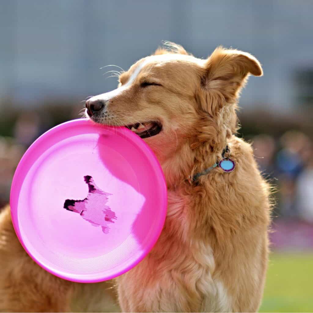 A Blonde dog holding a pink frisbee in his mouth,