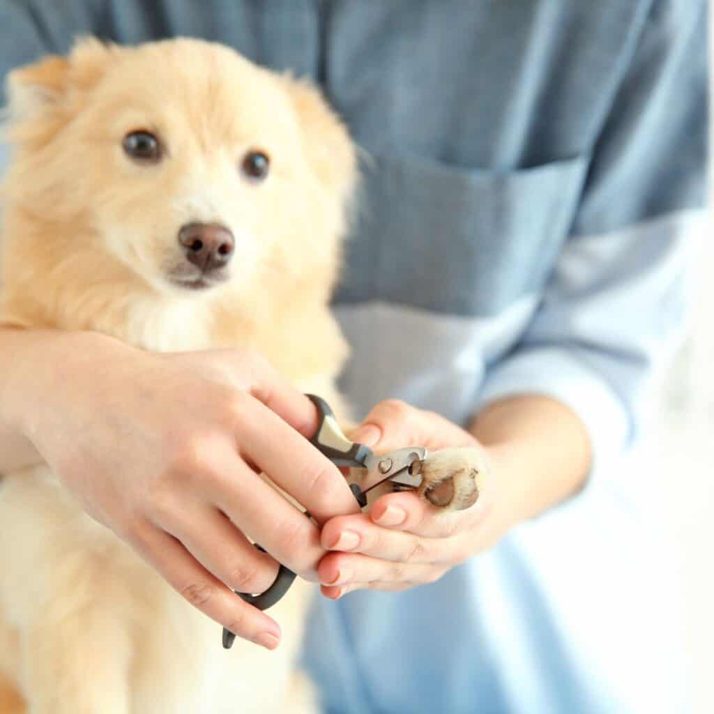 Blonde dog with paw out with nails being trimmed.