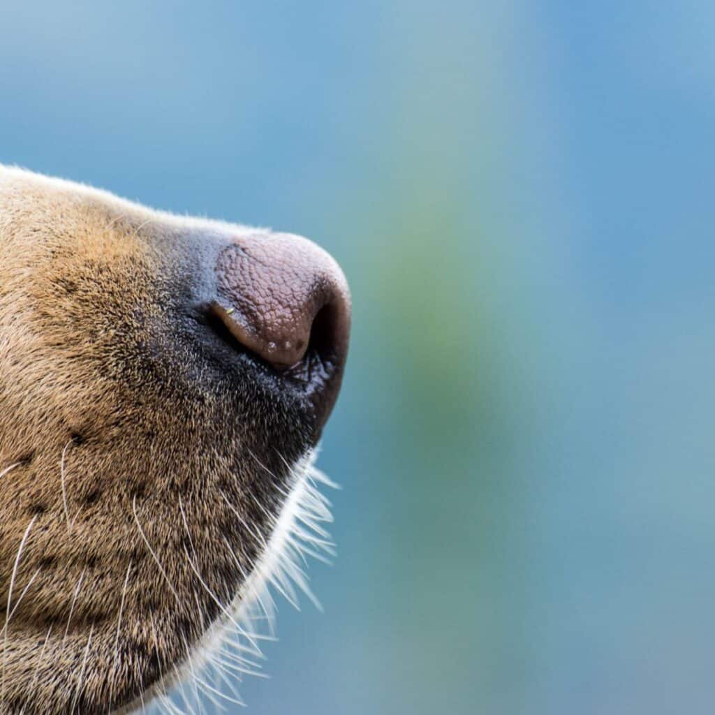 A close up picture of a beige dog's nose against a blue background.