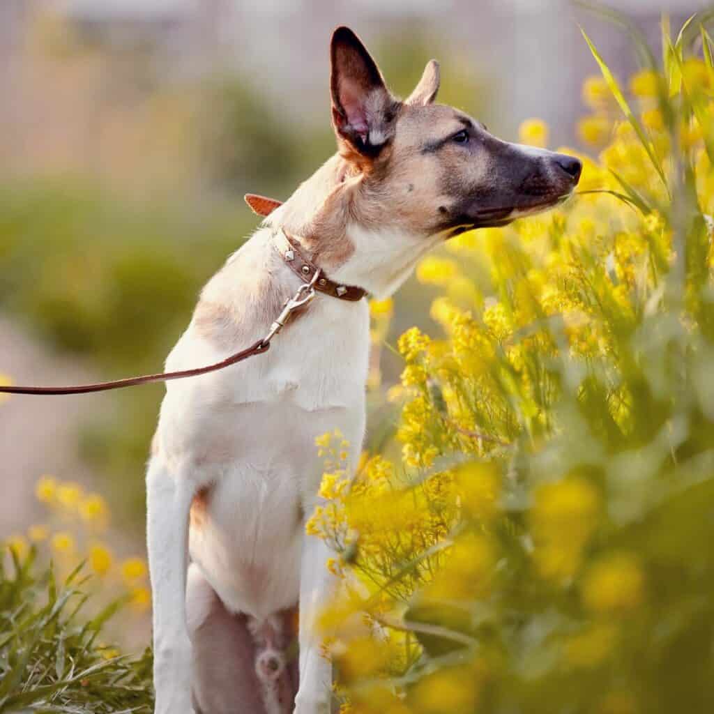 A brown and white dog with a dark muzzle on a leash smelling yellow flowers outside.