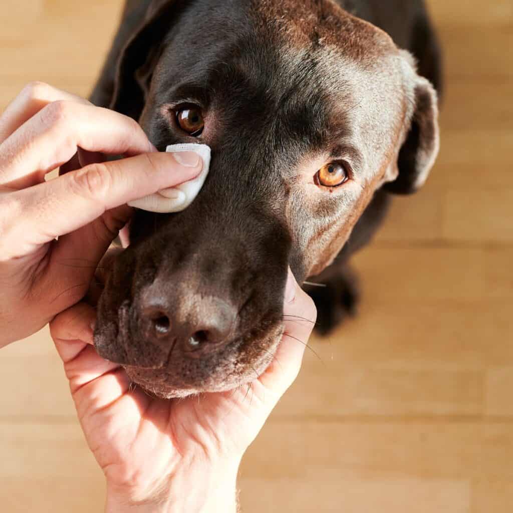Brown lab's eyes being cleaned by a white tissue.