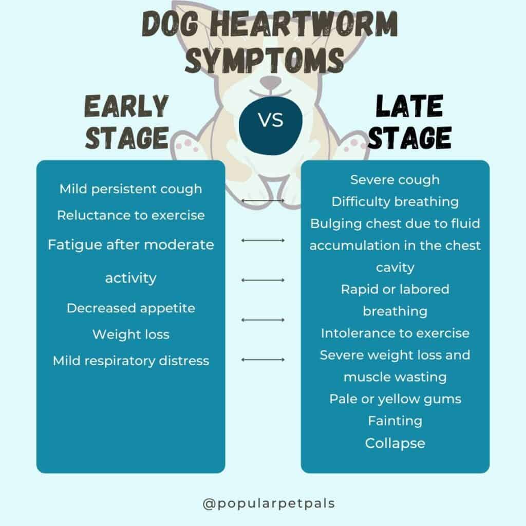 An infographic depicting the various symptoms of dog heartworm for late stage and early stage heartworm.