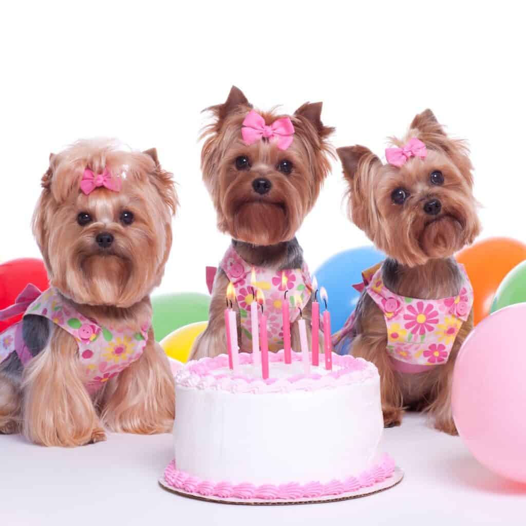 Small dogs that are light brown with long hair sitting around a cake with party bows in their hair for a pet celebration.