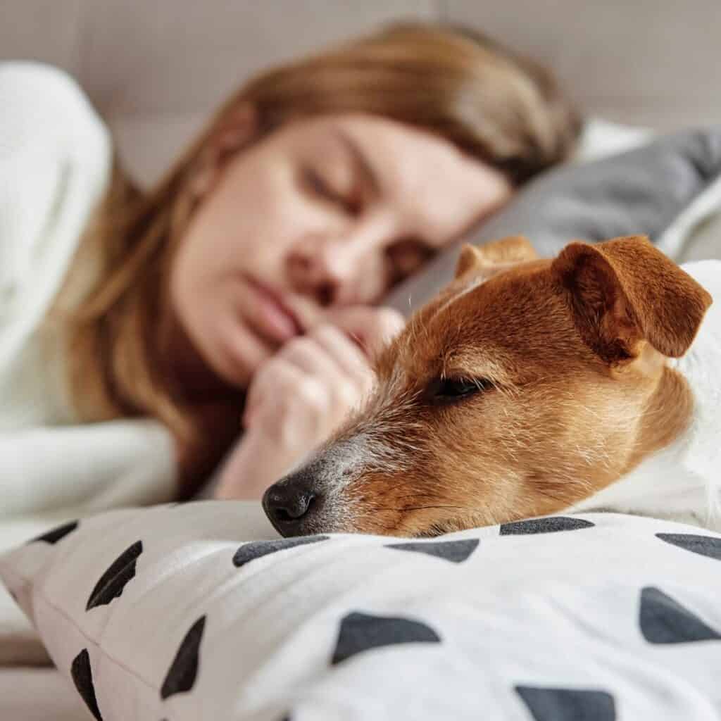 The head of a woman sleeping on a pillow with a brown and white Jack Russell Terrier also sleeping. 