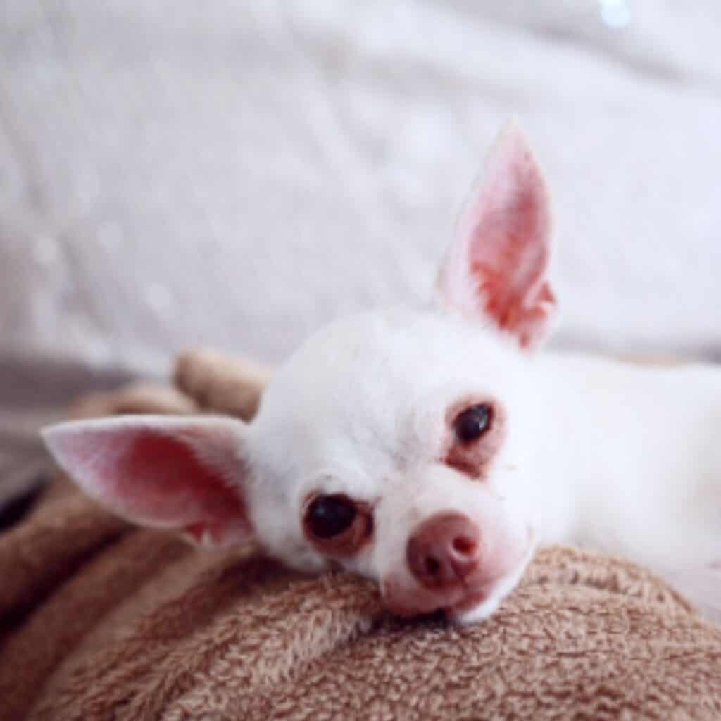 White Chihuahua lying on a couch with tear stains in its eyes.