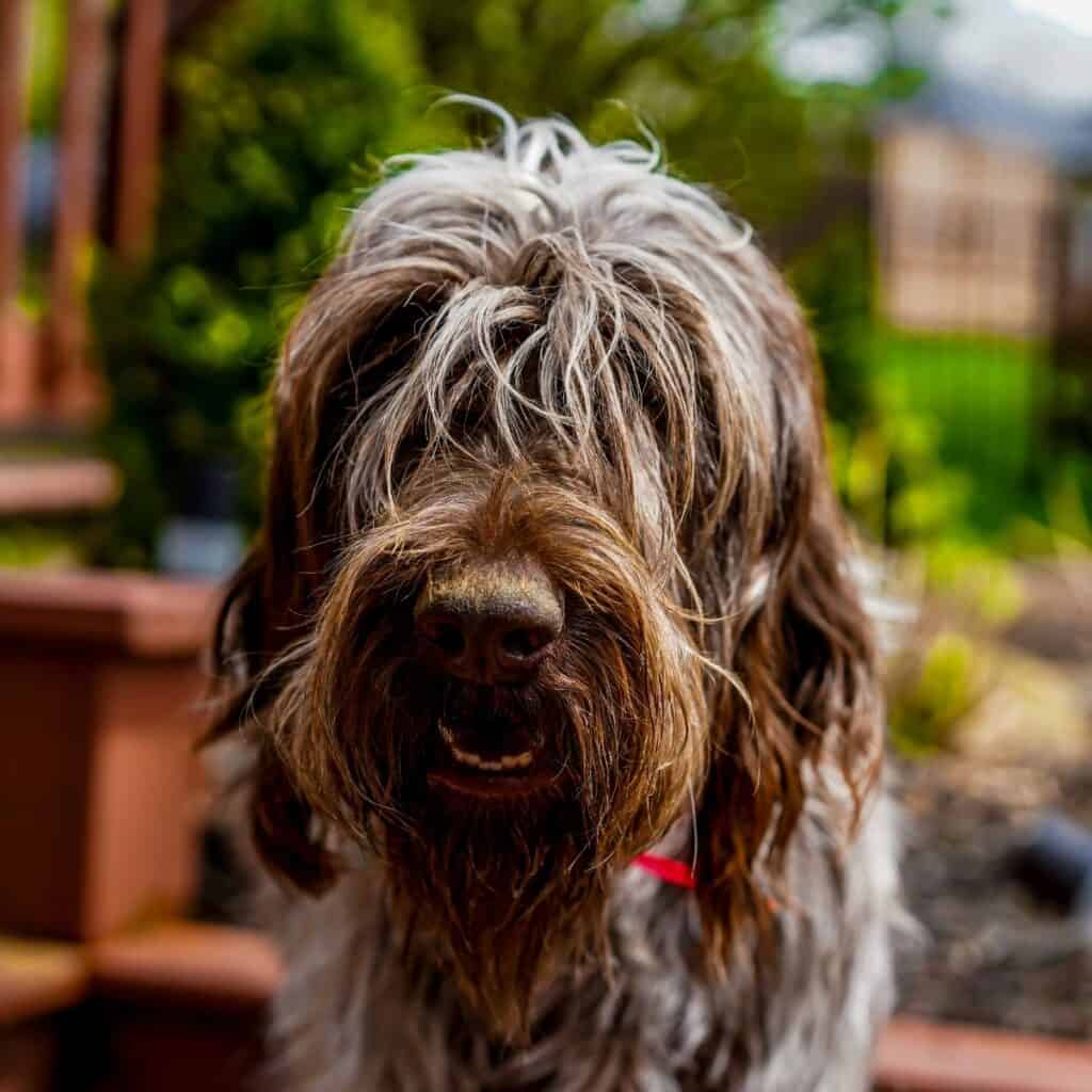Brown doodle dog with hair in its eyes.