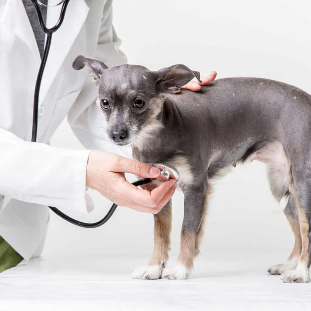 Small dog with a vet listening to its heart with a stethoscope.