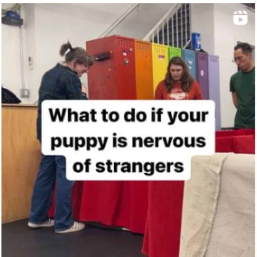 An image from the @schoolfordogs training center with caption in the middle of photo "what to do it your puppy is nervous of strangers."