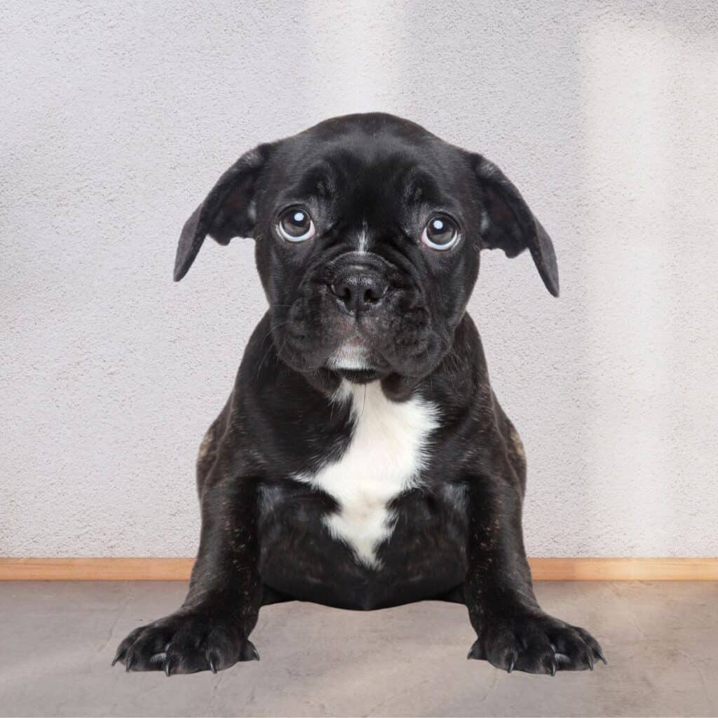 Small black puppy with a white chest that looks nervous and has anxiety.