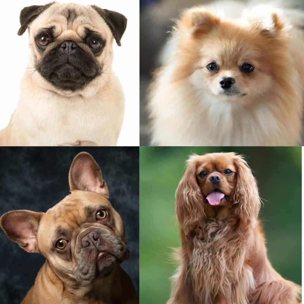 A picture of 4 of the world's most expensive small dogs including King Charles Spaniel, French Bulldogs, Pomeranian and a Pug.