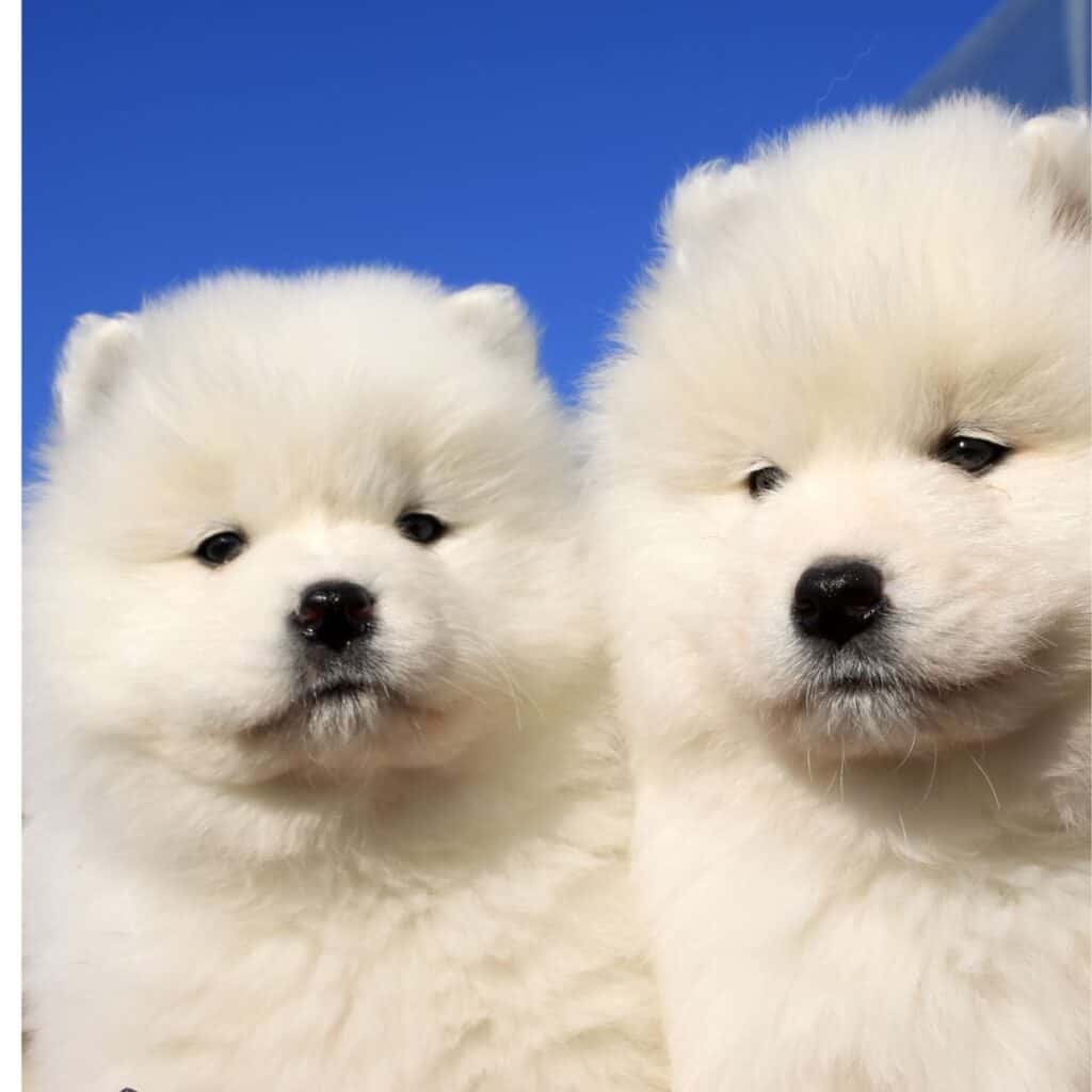 Two Samoyed puppies that are white and fluffy outside with blue sky in the background.