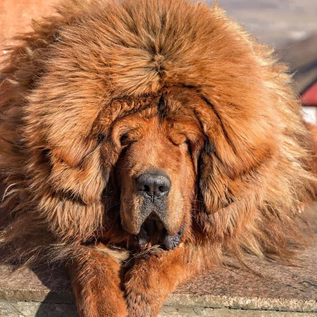 Large orange colored Tibetan Mastiff with fluffy mane looking into the camera with legs crossed.