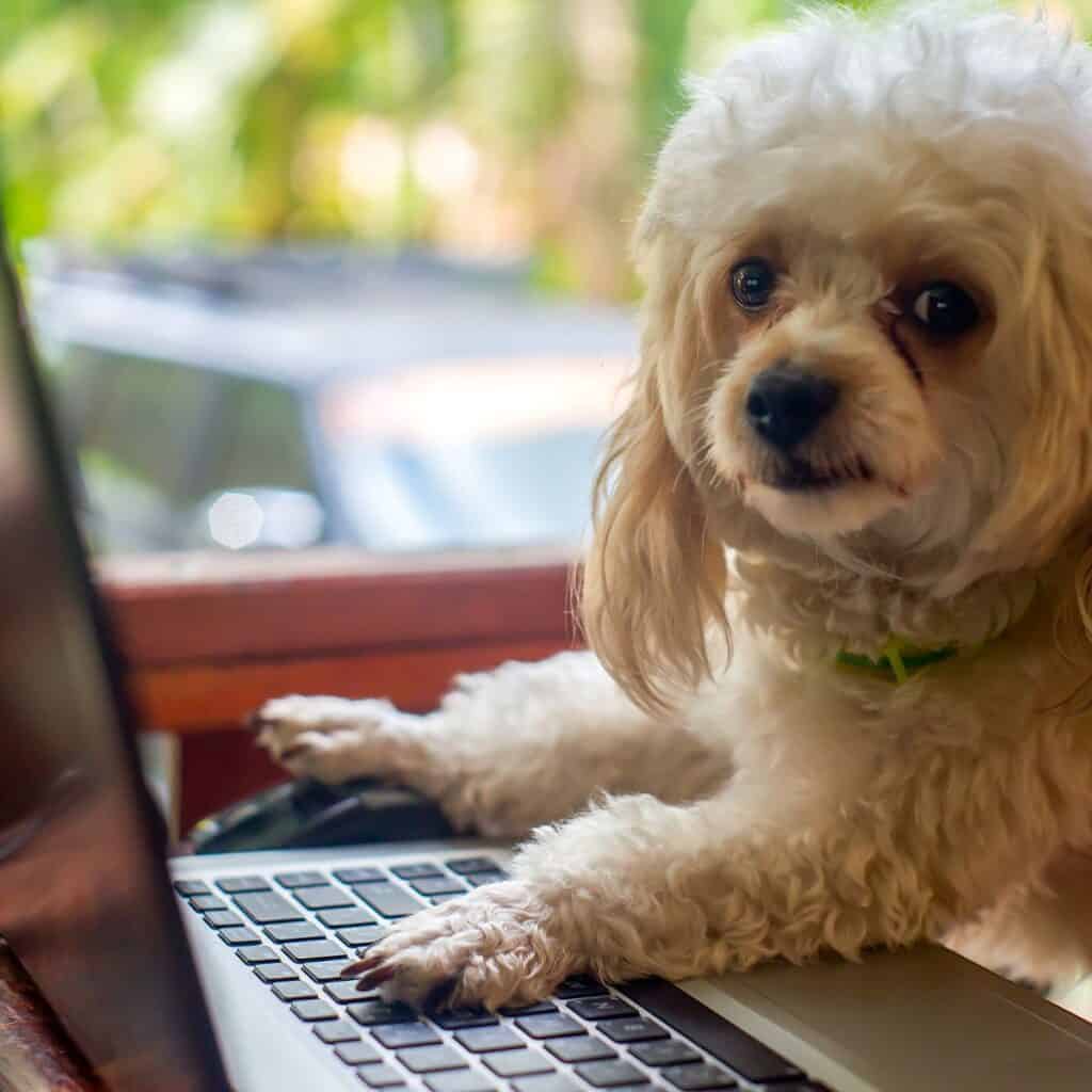 Small blonde poodle type dog with paws on computer keyboard.
