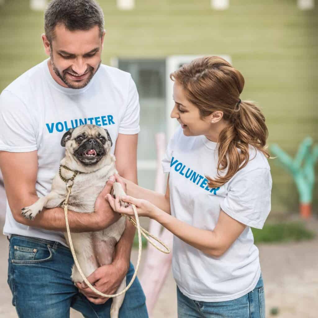 A man and woman pet rescue volunteer holding a fawn Pug.