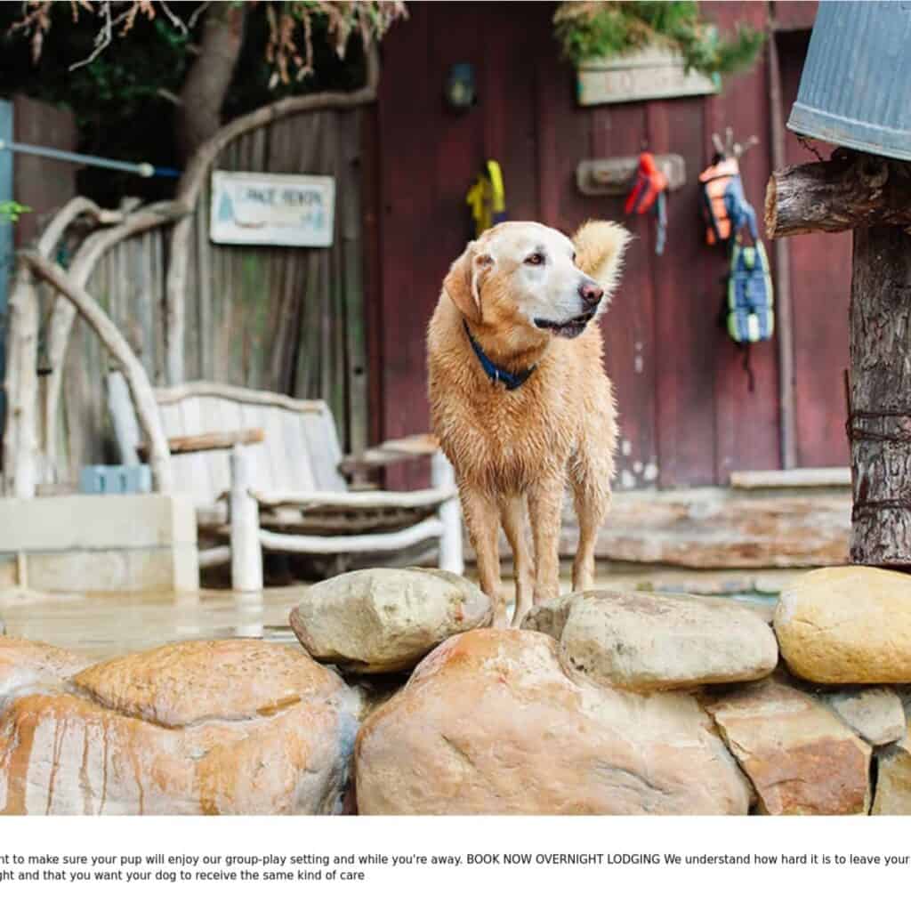 Golden Retreiver standing on the edge of a pool at a summer dog camp.
