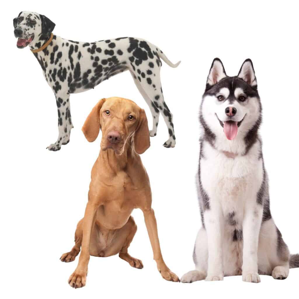 A Vizsla, Dalmatian and Husky dog showing good medium dogs for running on white background.