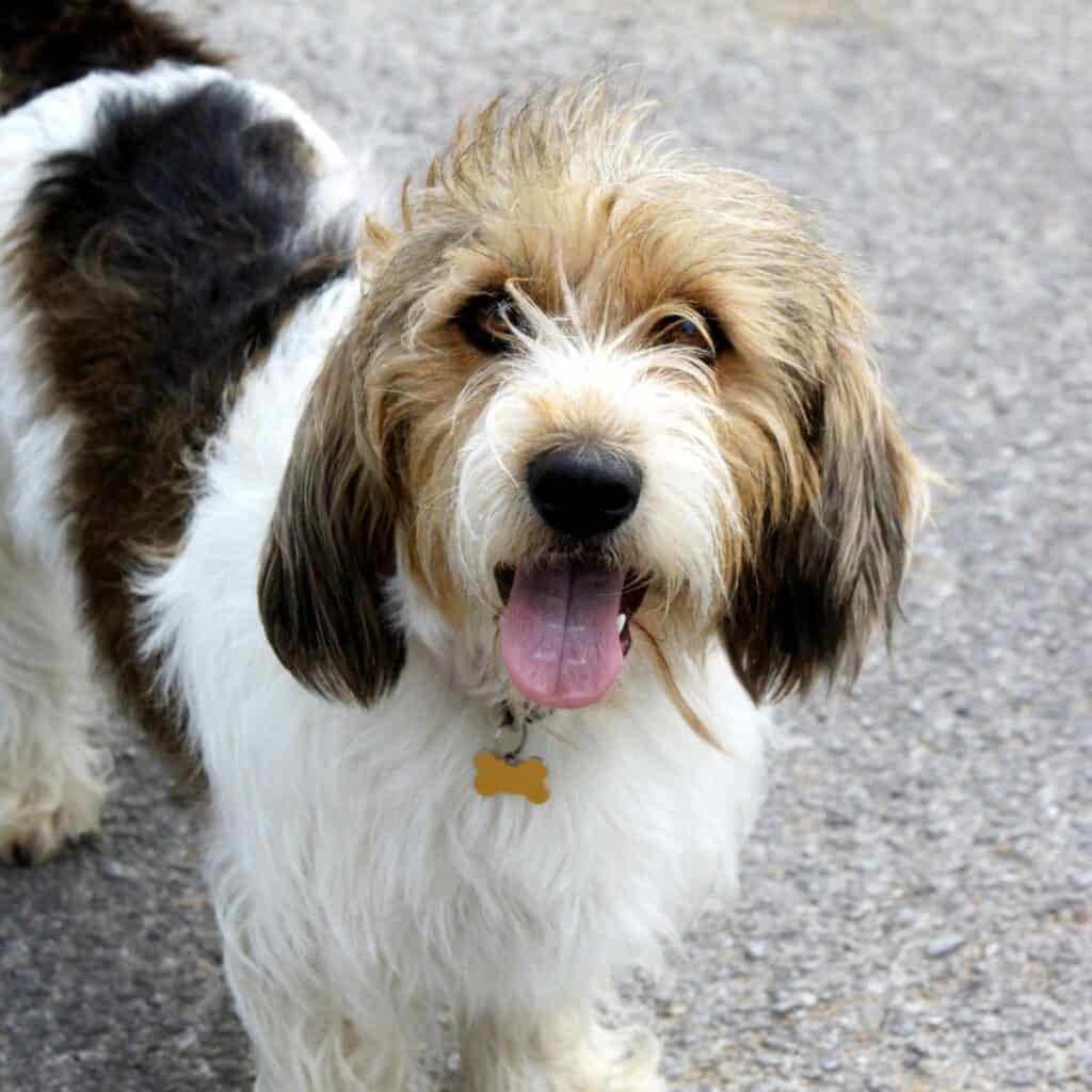 A small Petit Basset Griffon Vendeen dog that is black, white and brown.