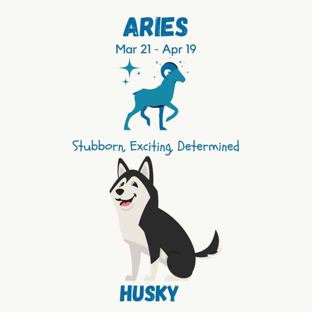 Infographic depicting the symbol of Aries and a dog that is compatible with the star sign the Siberian Husky.