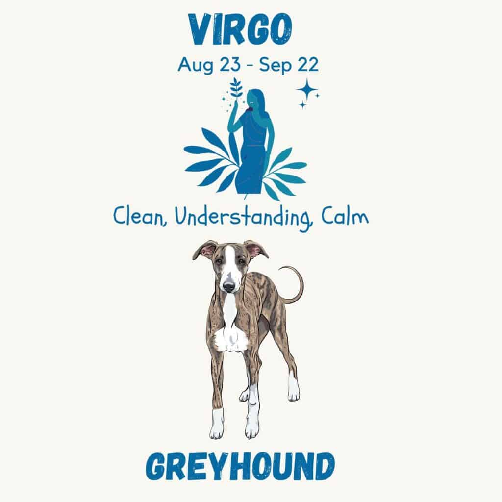 Astrology infographic depicting a star sign Virgo and the dog Greyhound breed.