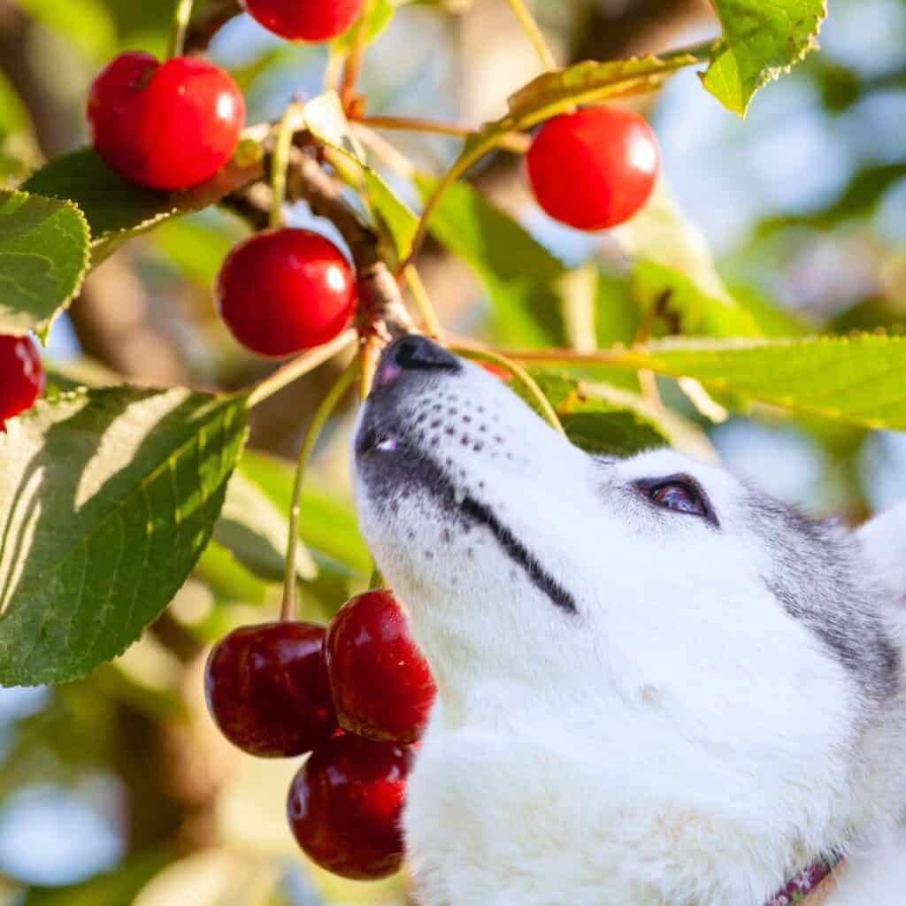 Light grey husky looking up at bright red and ripe cherries on a branch.